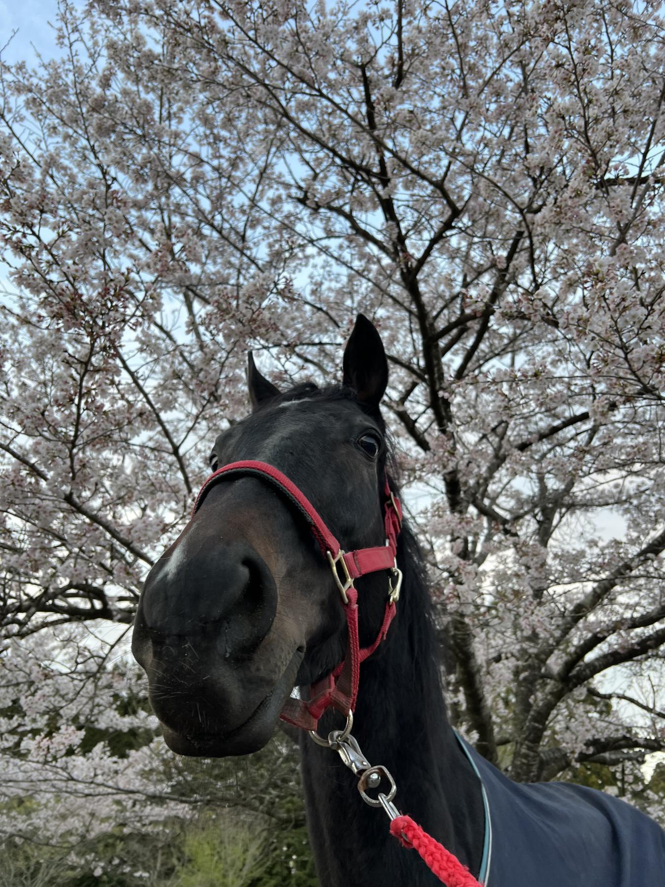 ゼンカ